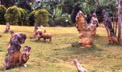 Buffalo graze in a traditional funeral ground called a rante. Massive stone projectiles have been placed for each individual whose death has been mourned at this village locale