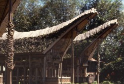 A row of tongkonan with traditionally thatched roofs face northward in the village of Tandung. Stacked horns on the left indicate the great social status of the inhabitants