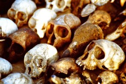 Animal skulls at the Lome fetish market